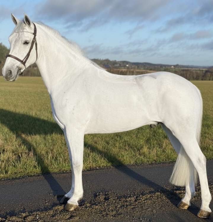 Snäll första ponny eller tävlingskompis  - bild 2