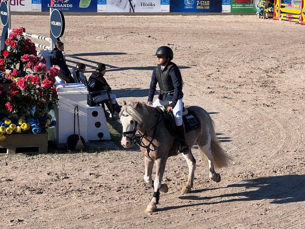 Världens snällaste B-ponny söker sitt nya hem! - bild 2