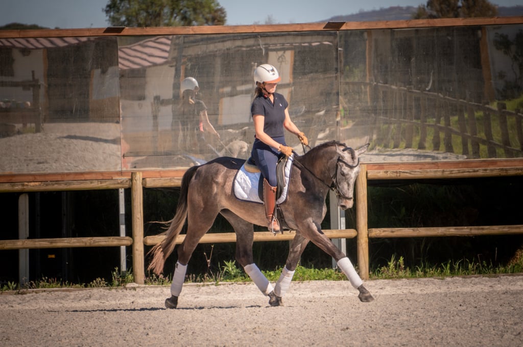 Lusowarmblood sto - bild 3