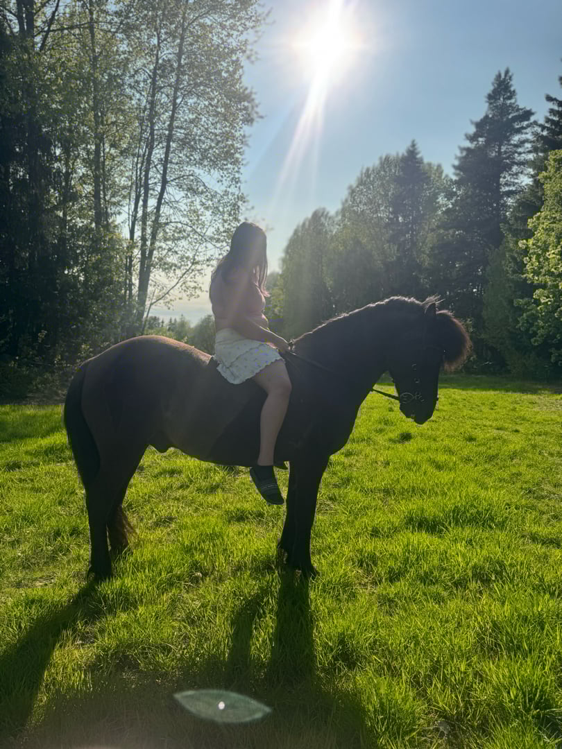 Snäll men bestämd häst som söker ny ryttare  - bild 3