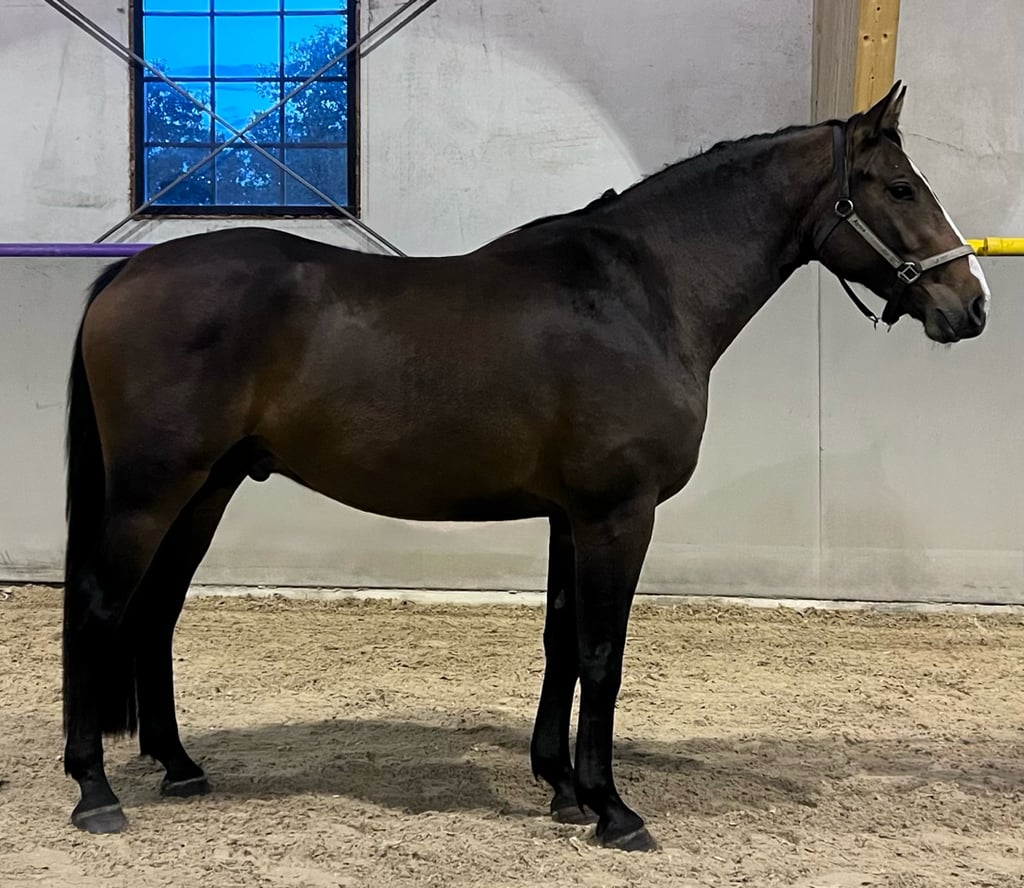 Treårig valack - bild 2