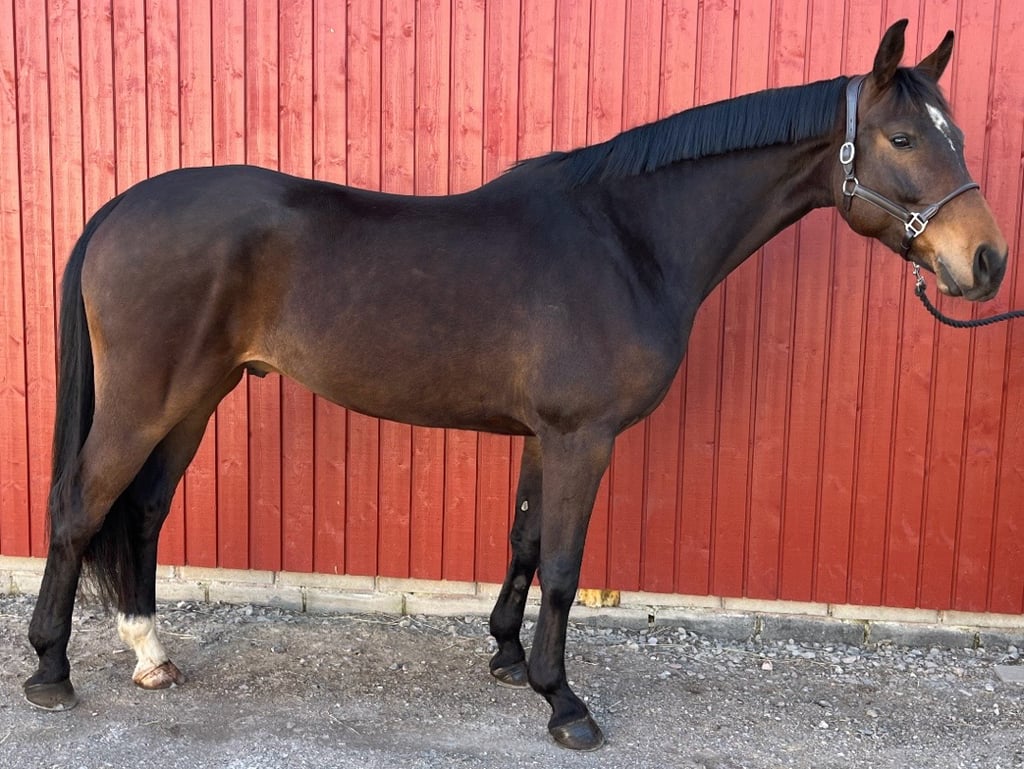 Lättriden 5 åring med kvalitet ⭐️ - bild 2
