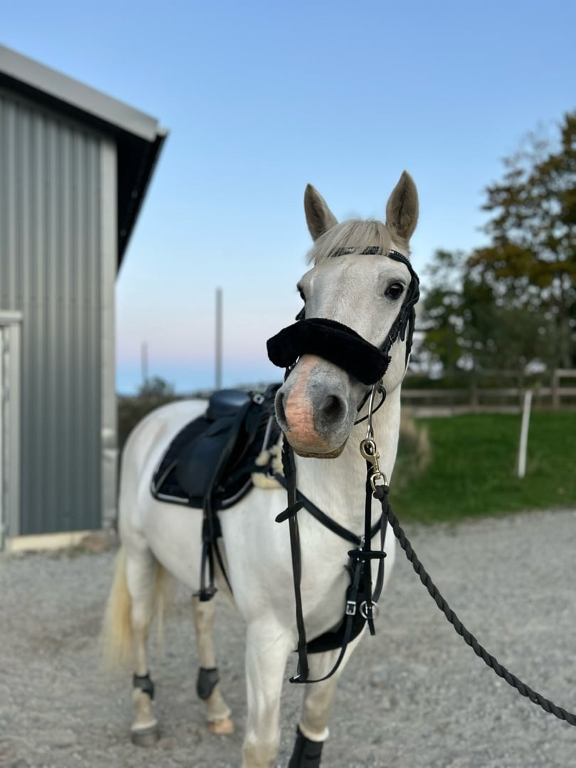 Maxad D ponny tillsalu - bild 1