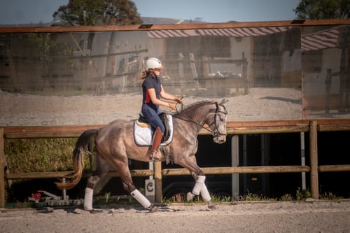 Lusowarmblood sto
