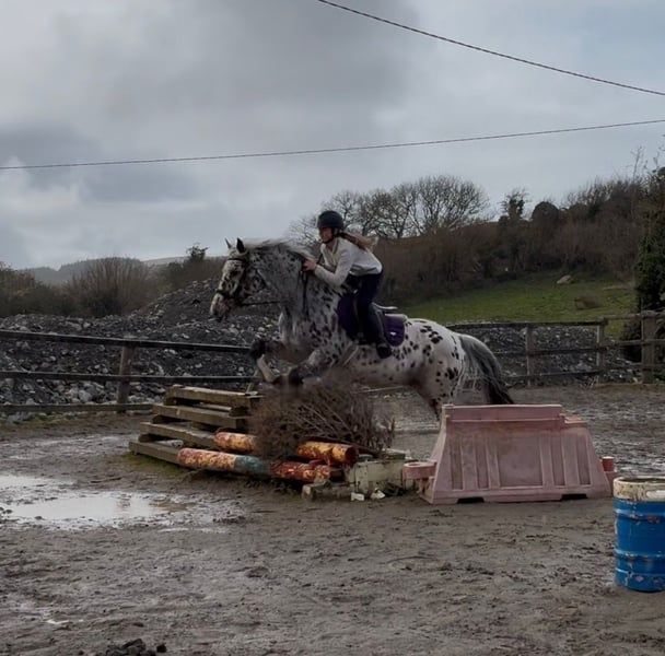 Amazing Spotted Gelding! - bild 3