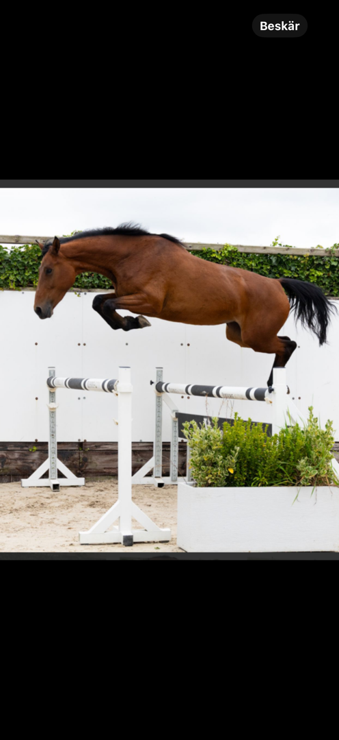 Fin unghäst för hoppning och fälttävlan - bild 2
