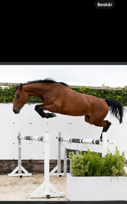 Fin unghäst för hoppning och fälttävlan - bild 2