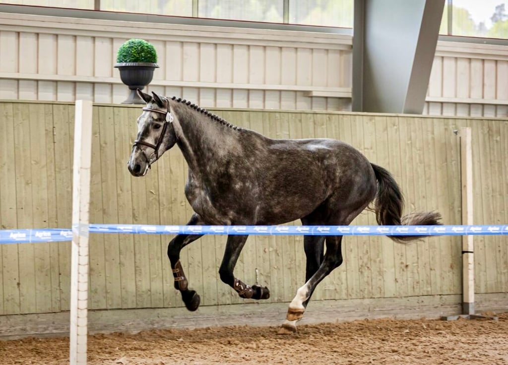 SWB-sto för hoppning - bild 3