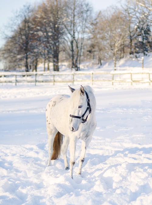Ponny för framtiden