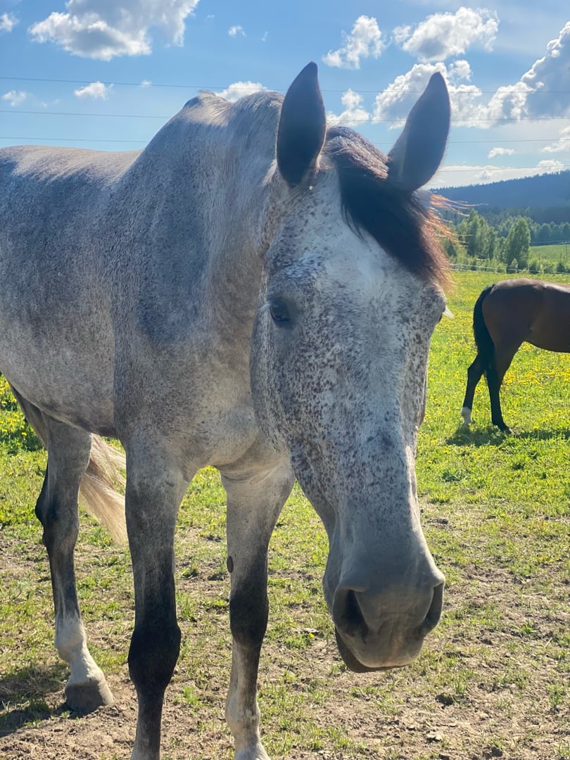 Fantastisk tävlingshäst - bild 1