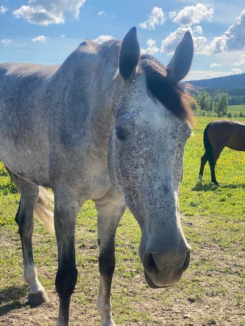 Fantastisk tävlingshäst