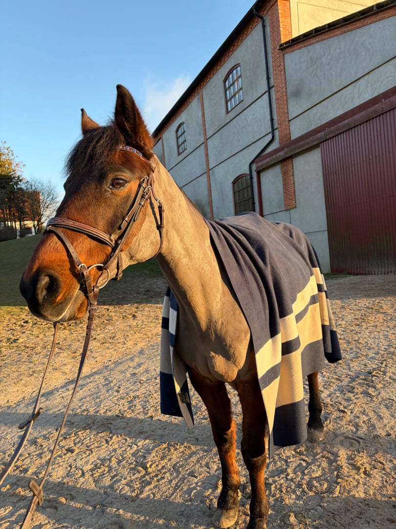 Bästa vän tillsalu - bild 3