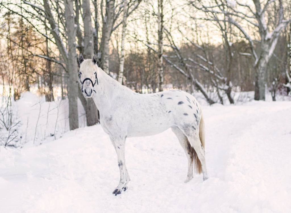 Ponny för framtiden - bild 3