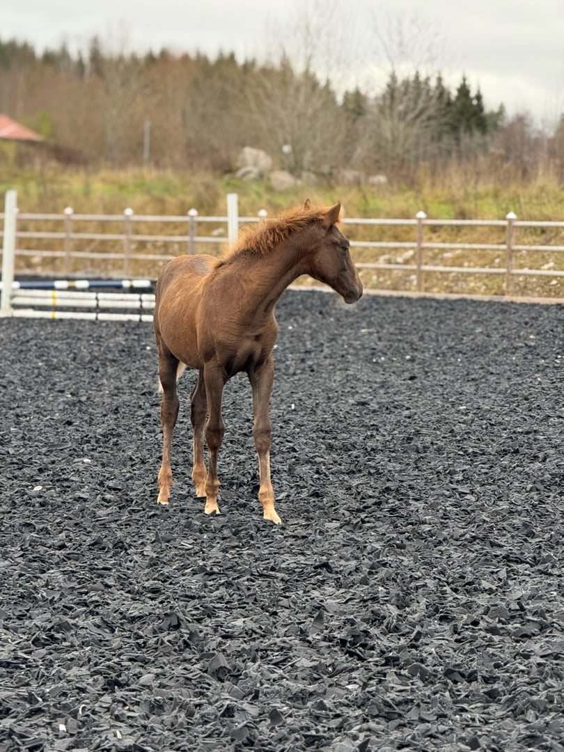 Kvalitetsåring efter Zafferano - bild 2