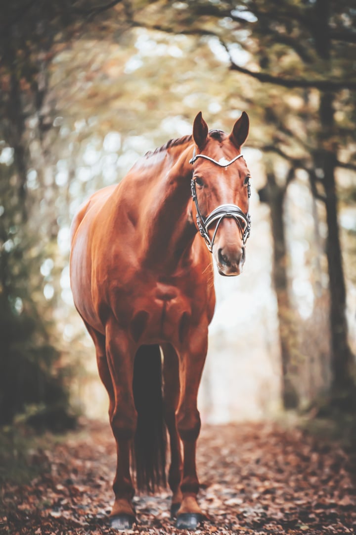 Dressyr/allround som söker sin nästa ryttare