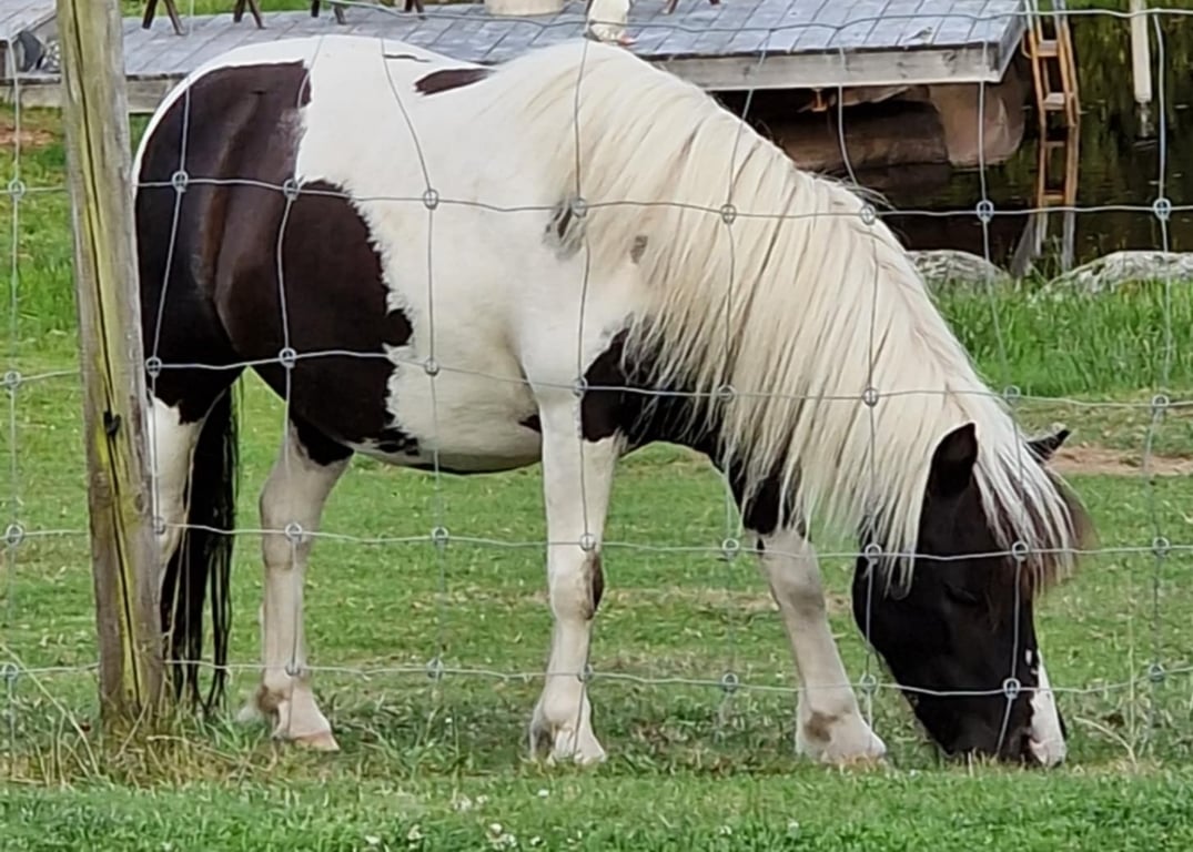 Casanova Diamond Vaiana