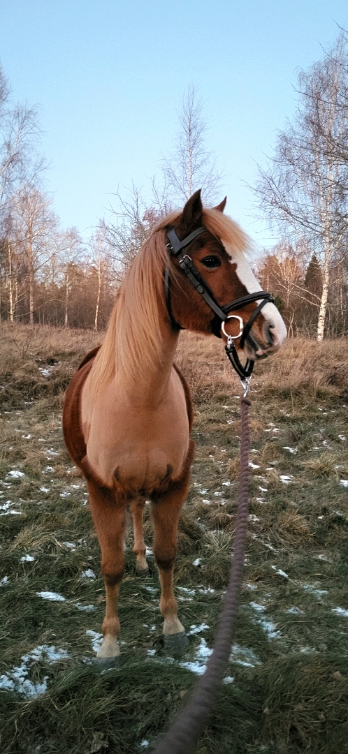 Intressekoll! Till träning ev tävling eller en rolig hobbyhäst för den mindre ryttaren! - bild 2