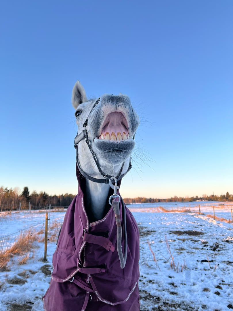 Medryttare sökes i Alvesta - bild 2