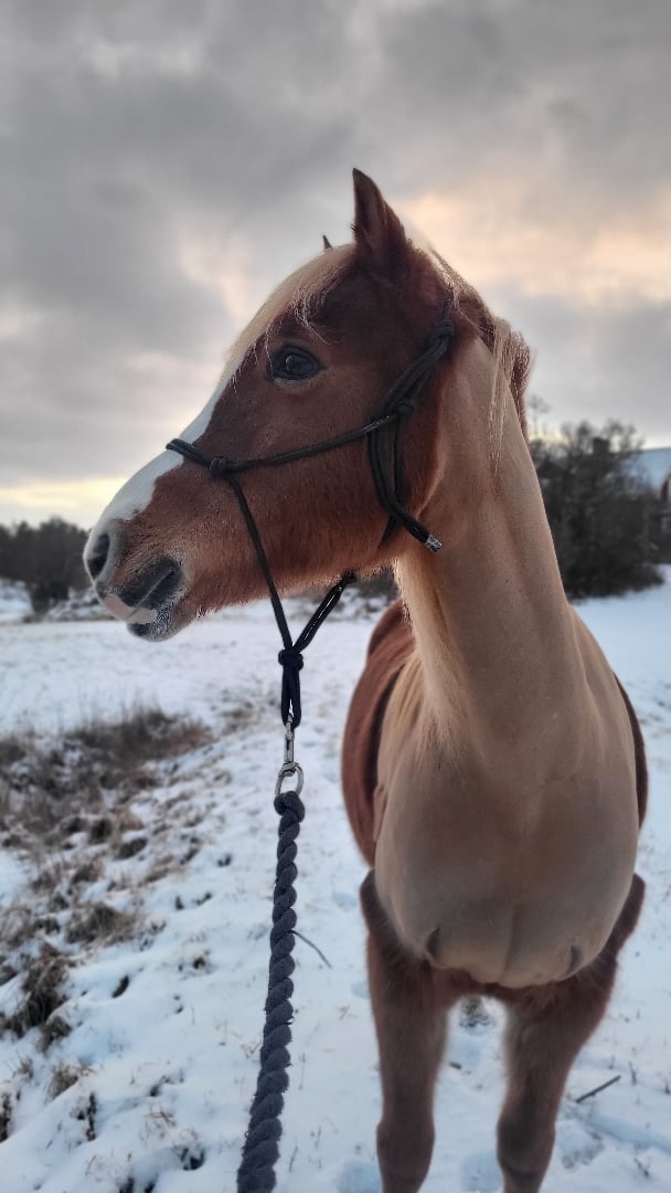 Intressekoll! Till träning ev tävling eller en rolig hobbyhäst för den mindre ryttaren! - bild 1