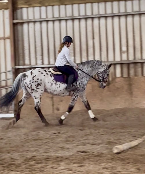 Amazing Spotted Gelding! - bild 2