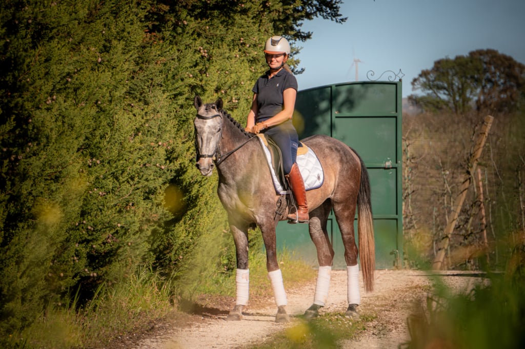 Lusowarmblood sto - bild 2