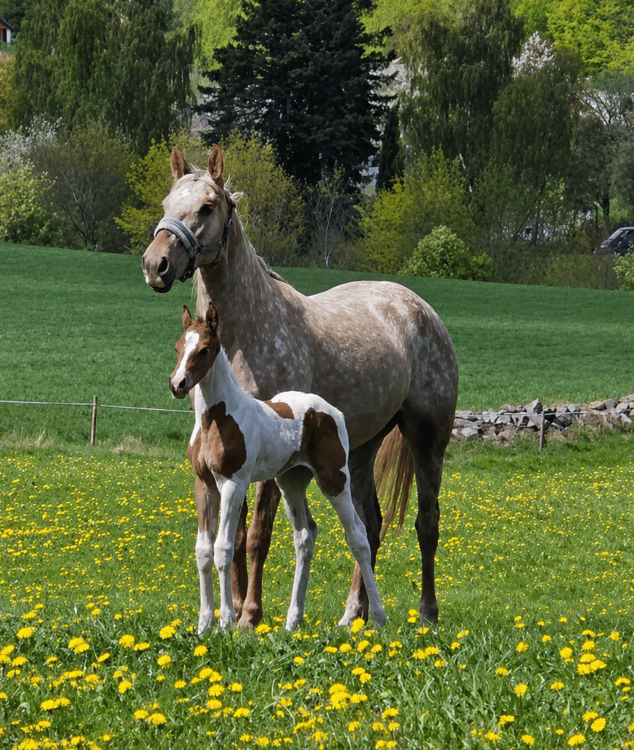 Föl med utstrålning - bild 3