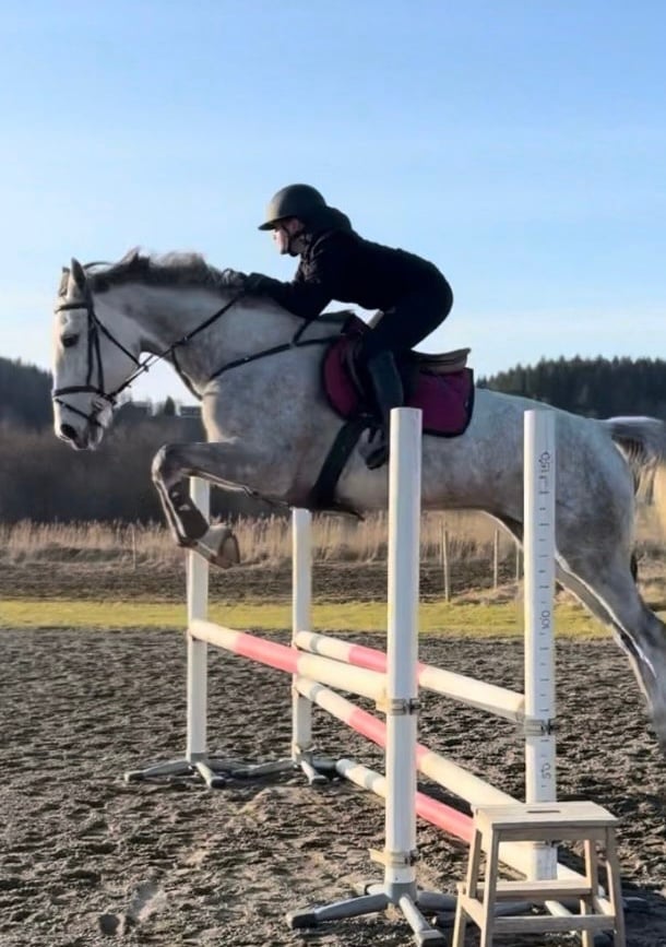 Häftig häst med mycket energi - bild 1