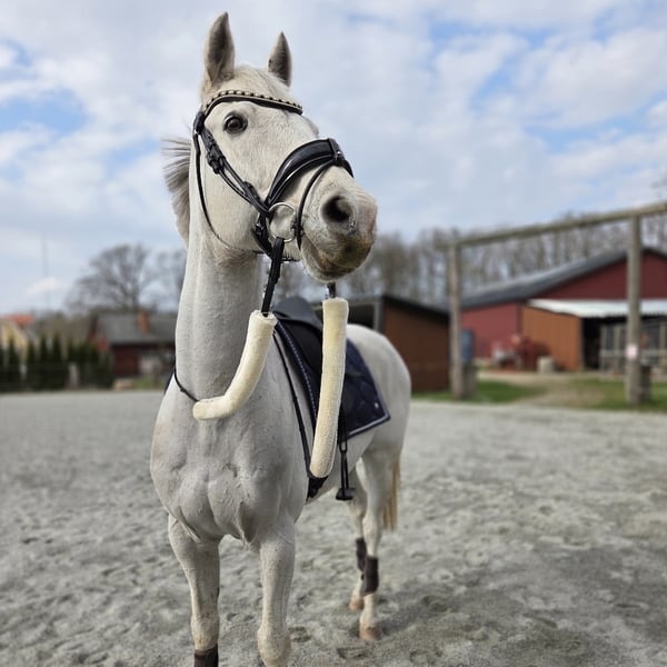 Bild 1 av Hidalgo