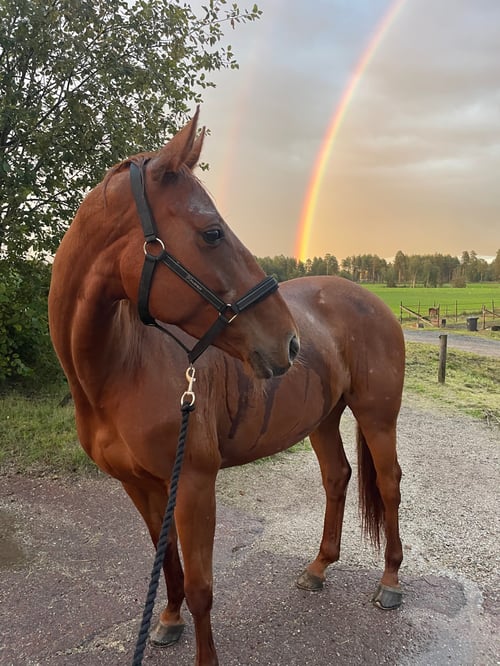 Fuxsto med kapacitet