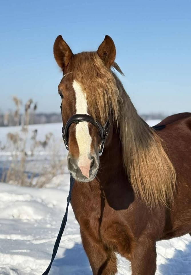 Valack 6 år 157 cm 🩷 - bild 2