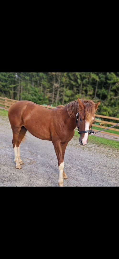 ⭐️ Gyllens Alpha ⭐️ - bild 2