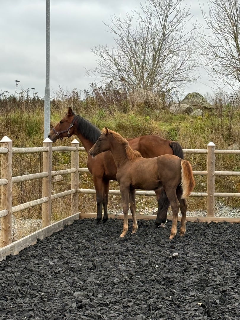 Fin åring efter Zafferano - bild 3