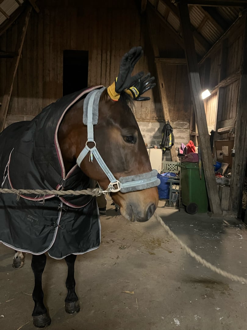 Varmblodig travare söker hem som ridhäst - bild 1