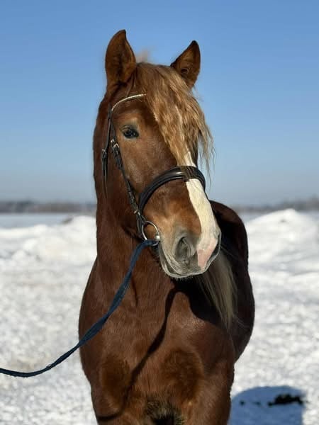 Valack 6 år 157 cm 🩷 - bild 3