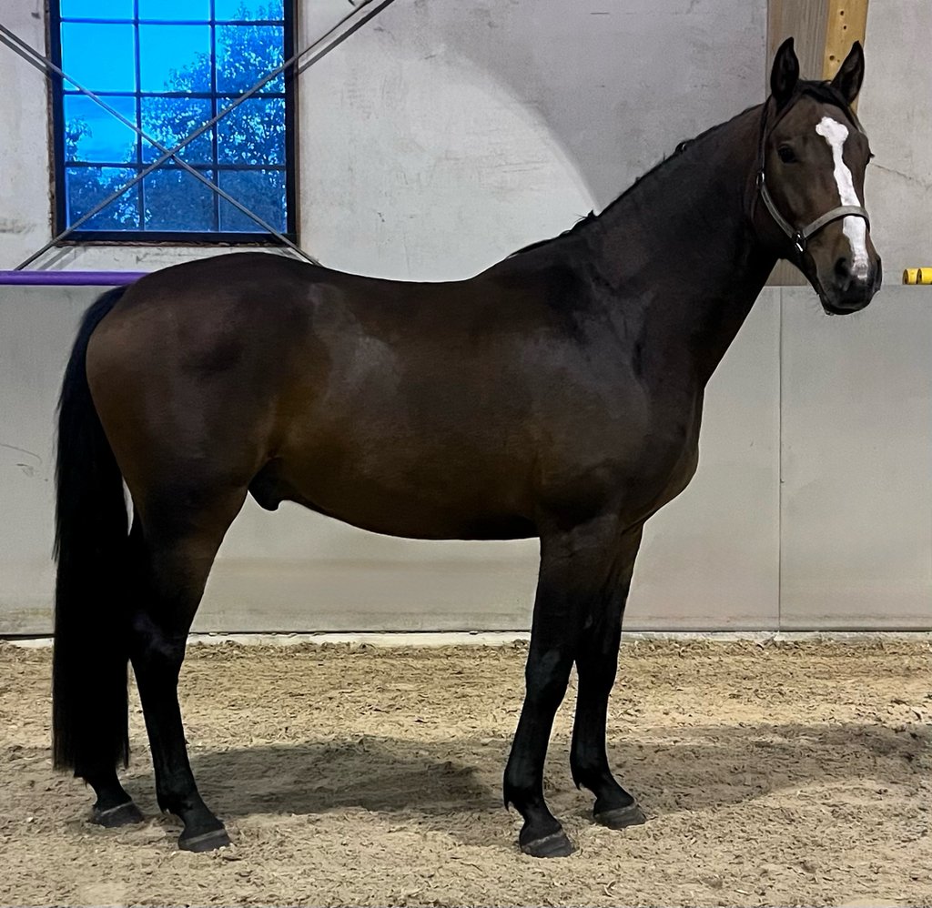 Treårig valack - bild 1