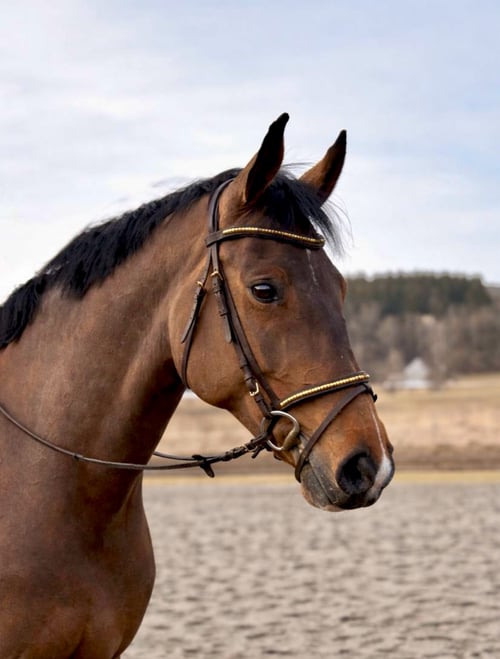 Rolig & snäll kompis att utvecklas med