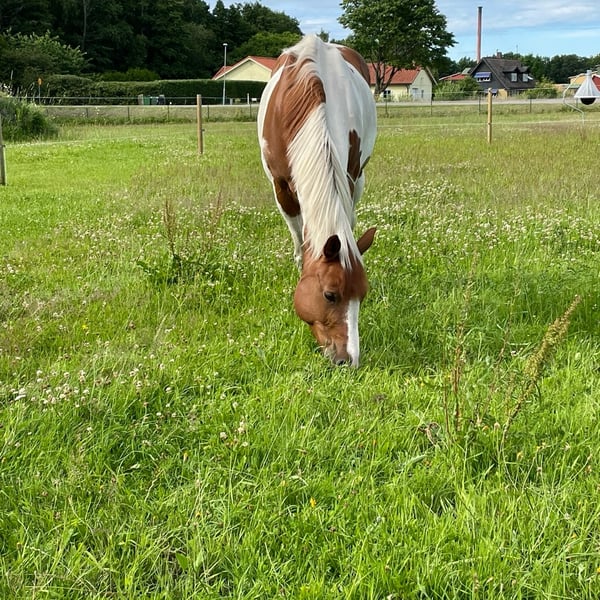 Bild 1 av Herman