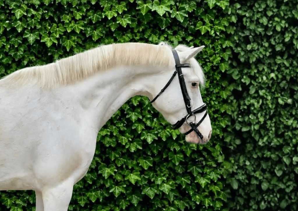 Ponny med framtidskapacitet & ett hjärta av guld - bild 2