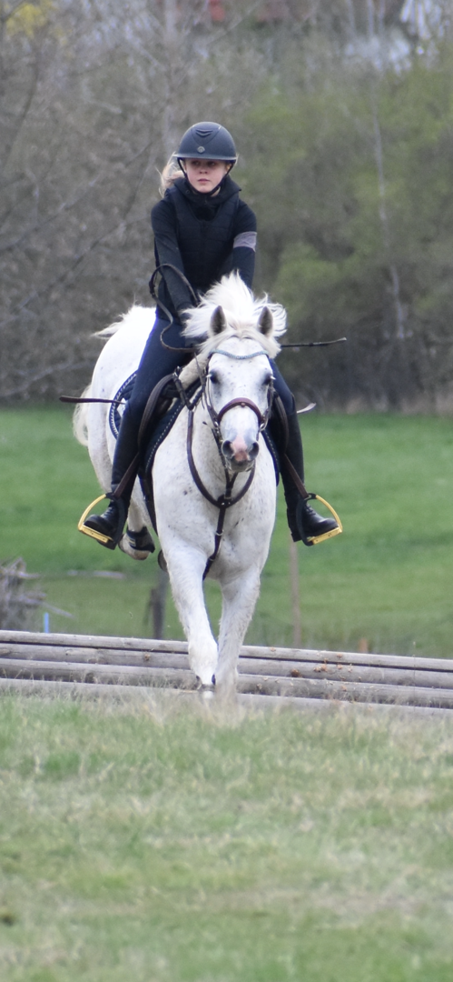 Connemara maxad C söker delfodervärd för senare försäljning.