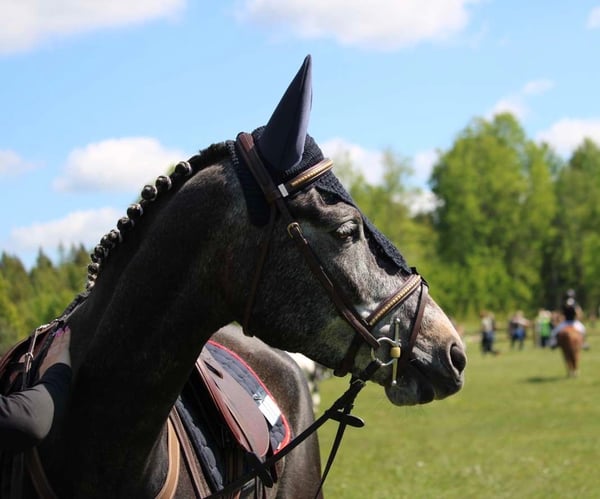 Bild 1 av Strömsrums Danilo