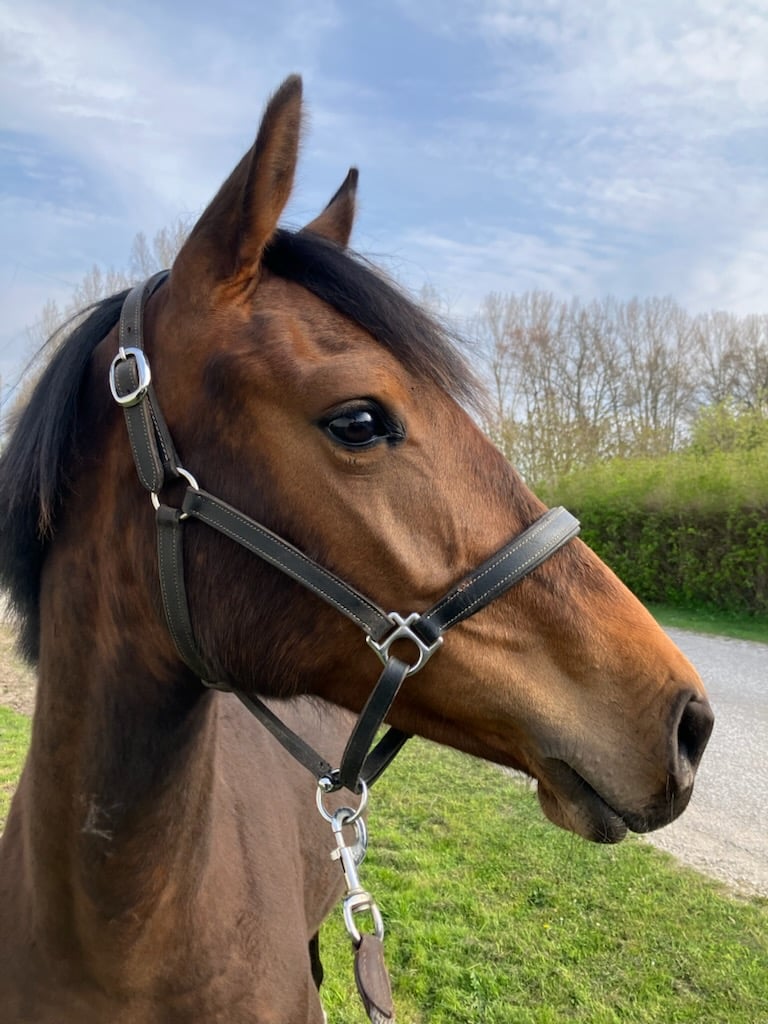 ​Thunder – Kvickt och talangfullt sto e. Contant Q - bild 3