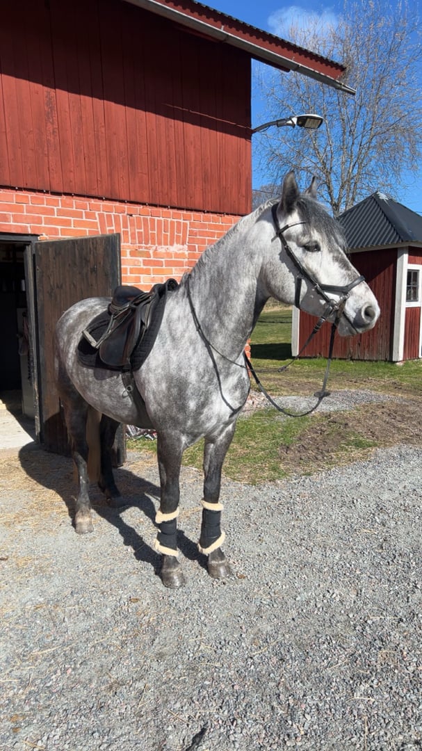 Dröm ponny för framtiden - bild 2