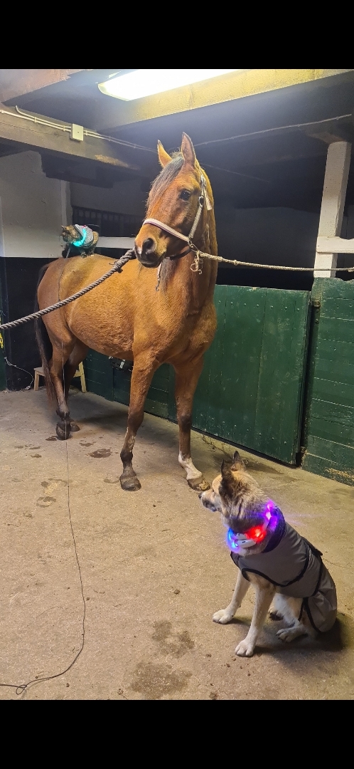 Panda - Arabiskt fullblod! - bild 3