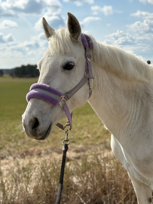 Snäll ponny med mycket kapacitet