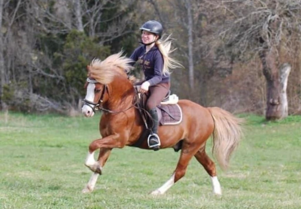 Underbar Welsh mountainhingst i avel  - bild 2