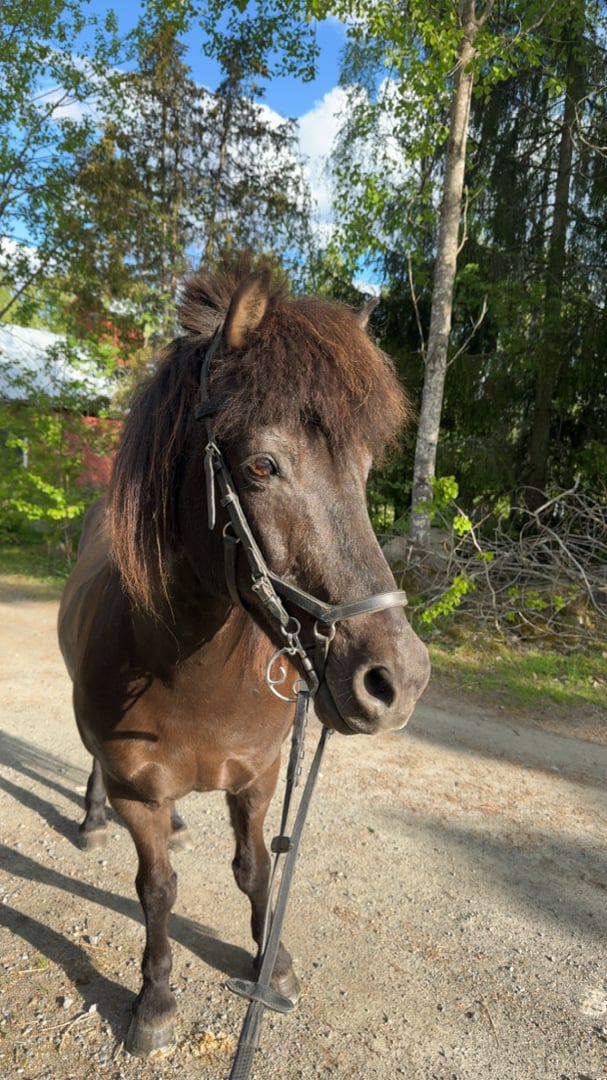 Snäll men bestämd häst som söker ny ryttare  - bild 2