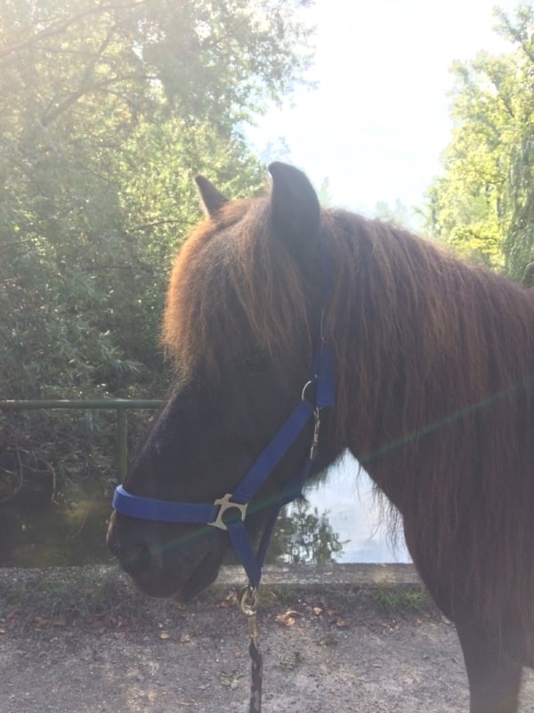 Bild 1 av Gladur de Brua