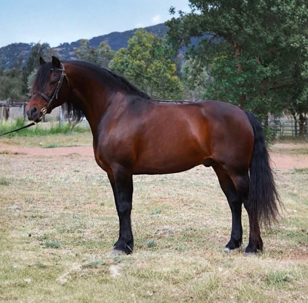 Valack 7 år 155 cm