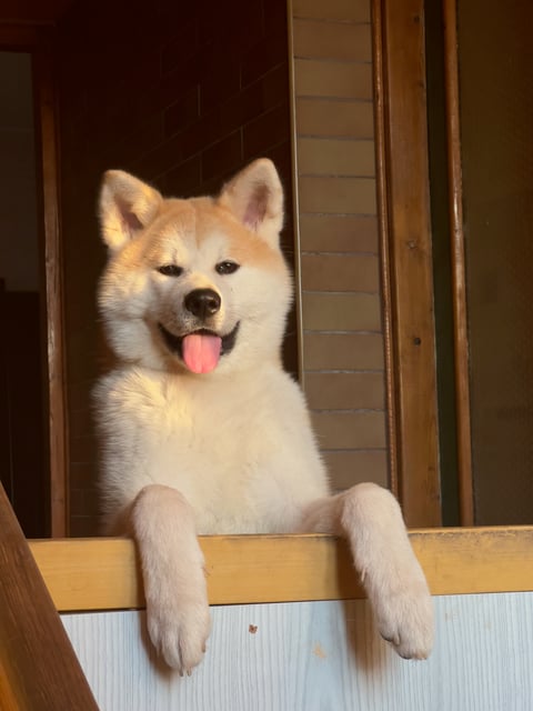 Gen the Janapese Akita leaning on the gate looking at the camera and smiling with his tongue out and ears up being lighted by the sun