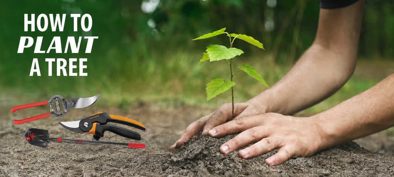 How to Plant a Tree